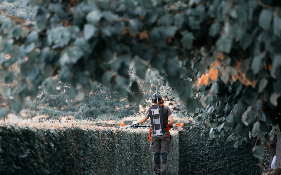 Gardener trimming a tall hedge from a ladder